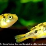 Pygmy Puffer Tank Mates: Dos and Don'ts for a Harmonious Aquarium