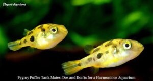 Pygmy Puffer Tank Mates: Dos and Don’ts for a Harmonious Aquarium