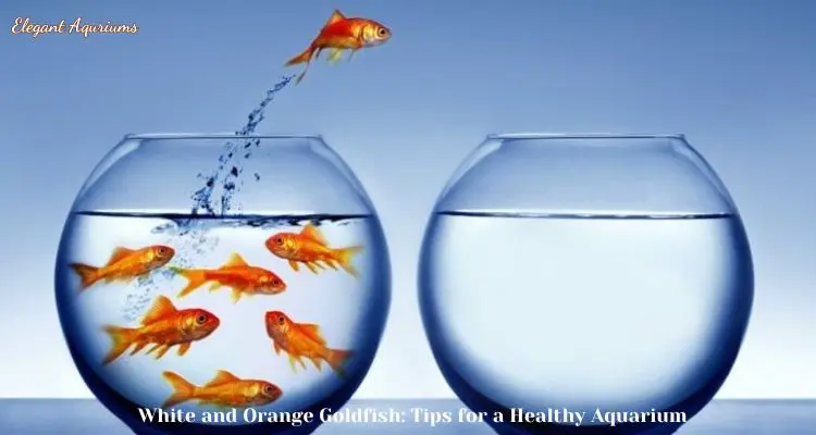 White and Orange Goldfish: Tips for a Healthy Aquarium