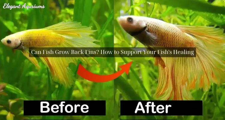 Can Fish Grow Back Fins?