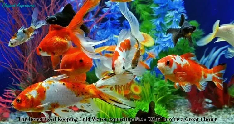 Popular Cold Water Aquarium Fish