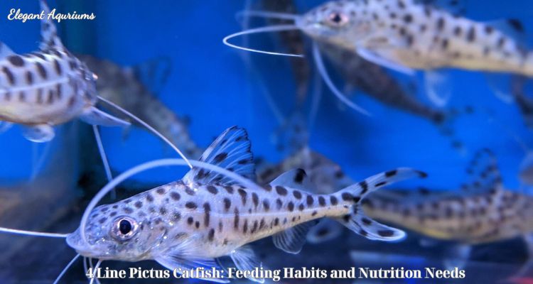 4 Line Pictus Catfish: Feeding Habits and Nutrition Needs