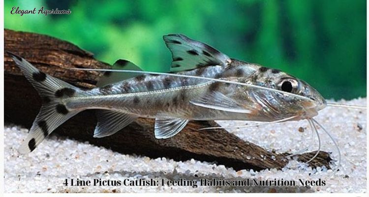 4 Line Pictus Catfish: Feeding Habits and Nutrition Needs