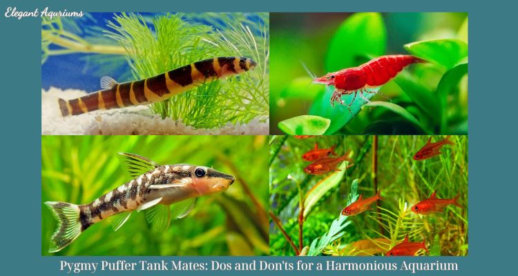 Pygmy Puffer Tank Mates: Dos and Don'ts for a Harmonious Aquarium