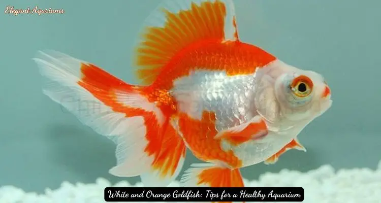 White and Orange Goldfish: Tips for a Healthy Aquarium