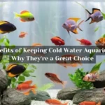 The Benefits of Keeping Cold Water Aquarium Fish: Why They're a Great Choice