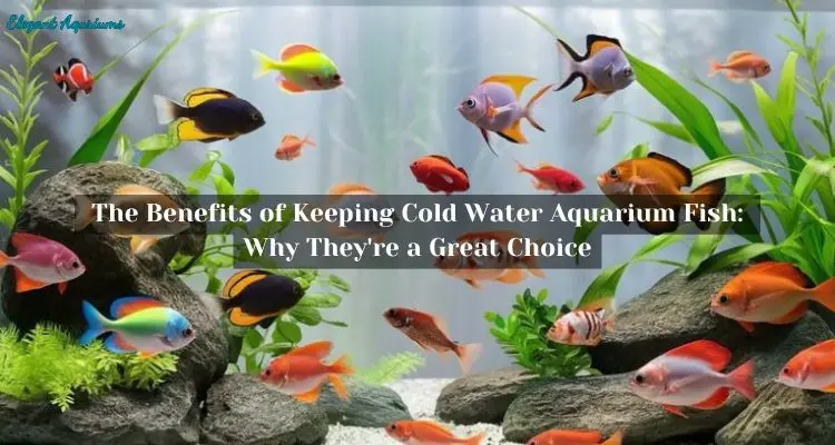 The Benefits of Keeping Cold Water Aquarium Fish: Why They’re a Great Choice