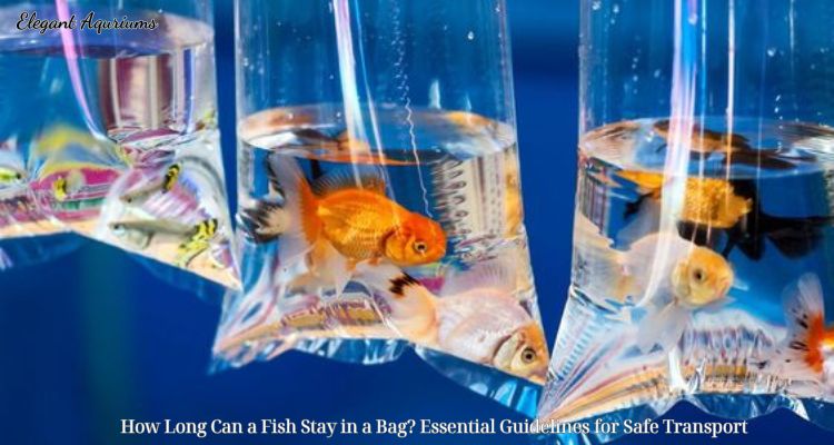 How Long Can a Fish Stay in a Bag? Essential Guidelines for Safe Transport