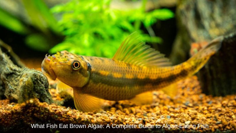 What Fish Eat Brown Algae: A Complete Guide to Algae-Eating Fish