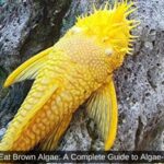 What Fish Eat Brown Algae: A Complete Guide to Algae-Eating Fish