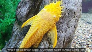 What Fish Eat Brown Algae: A Complete Guide to Algae-Eating Fish