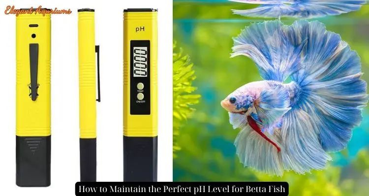 How to Maintain the Perfect pH Level for Betta Fish