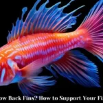 Can Fish Grow Back Fins?