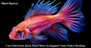 Can Fish Grow Back Fins? How to Support Your Fish’s Healing