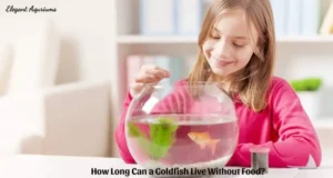 How Long Can a Goldfish Live Without Food? Essential Survival Tips