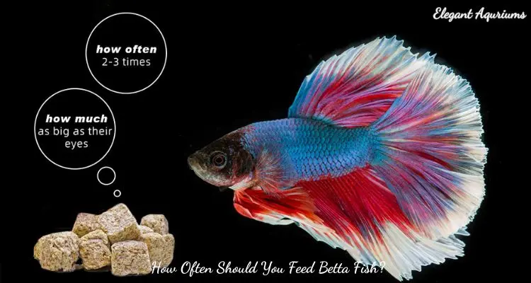 How Often Should You Feed Betta Fish?