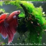 Aquascaping Tips: Combining Live Plants with Betta Fish for a Thriving Aquarium