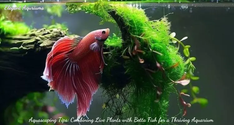 Aquascaping Tips: Combining Live Plants with Betta Fish for a Thriving Aquarium