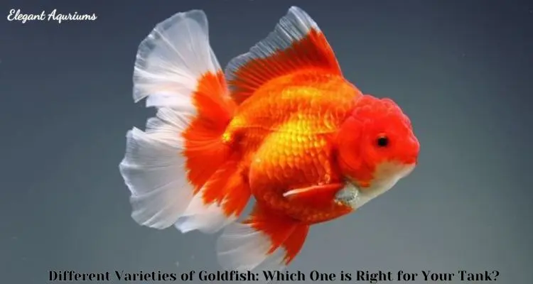 Different Varieties of Goldfish: Which One is Right for Your Tank?