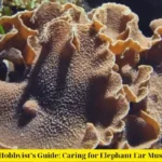 Aquarium Hobbyist’s Guide: Caring for Elephant Ear Mushroom Coral