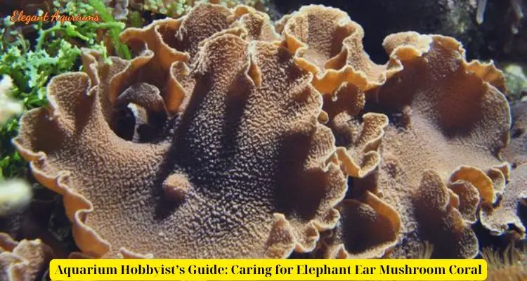 Aquarium Hobbyist’s Guide: Caring for Elephant Ear Mushroom Coral