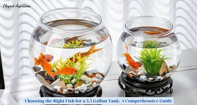 Choosing the Right Fish for a 3.5 Gallon Tank: A Comprehensive Guide