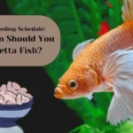 How Often Should You Feed Betta Fish?