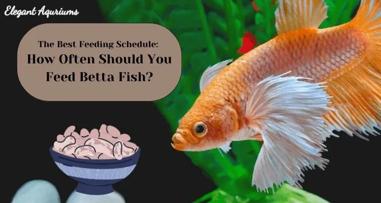 The Best Feeding Schedule: How Often Should You Feed Betta Fish?