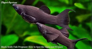 Black Molly Fish Pregnant: How to Spot the Signs and Prepare