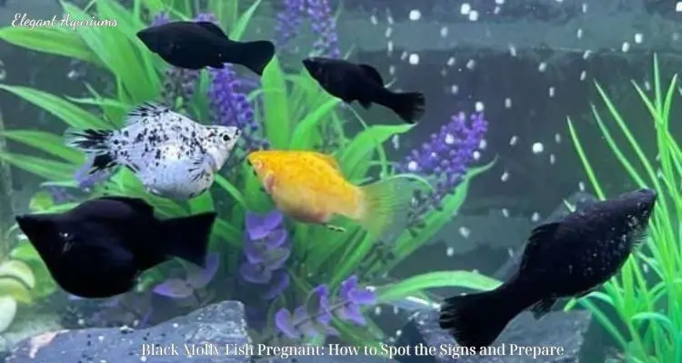 Black Molly Fish Pregnant: How to Spot the Signs and Prepare