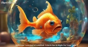 Different Varieties of Goldfish: Which One is Right for Your Tank?