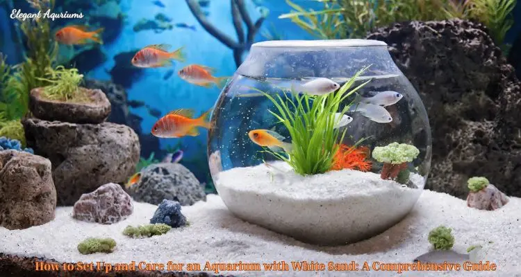 How to Set Up and Care for an Aquarium with White Sand: A Comprehensive Guide