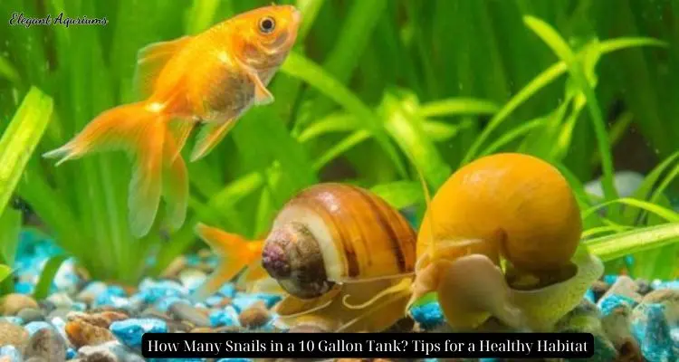 How Many Snails in a 10 Gallon Tank? Tips for a Healthy Habitat