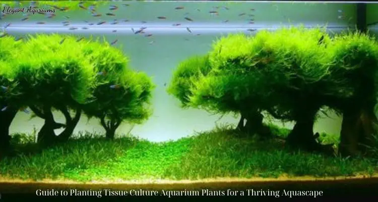 Guide to Planting Tissue Culture Aquarium Plants for a Thriving Aquascape