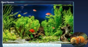 How Many Snails in a 10 Gallon Tank? Tips for a Healthy Habitat