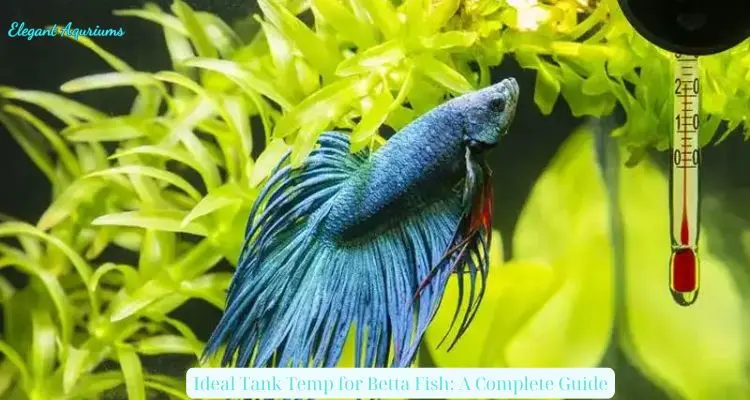 Ideal Tank Temp for Betta Fish: A Complete Guide