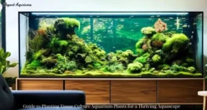 Guide to Planting Tissue Culture Aquarium Plants for a Thriving Aquascape