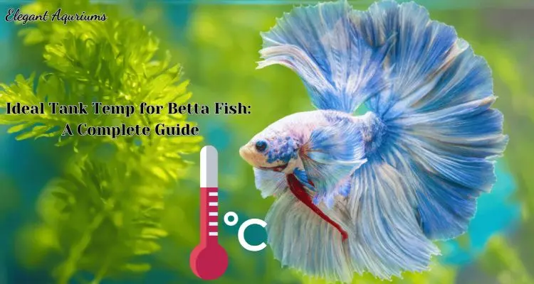 Ideal Tank Temp for Betta Fish: A Complete Guide