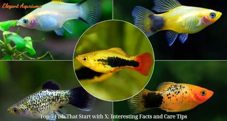 Top 5 Fish Starts with X: Interesting Facts and Care Tips