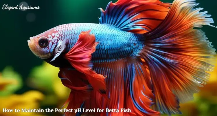 How to Maintain the Perfect pH Level for Betta Fish