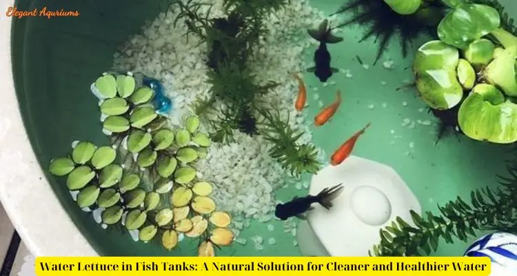 Water Lettuce in Fish Tanks: A Natural Solution for Cleaner and Healthier Water