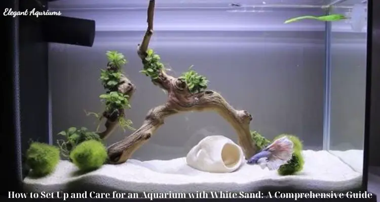 How to Set Up and Care for an Aquarium with White Sand: A Comprehensive Guide