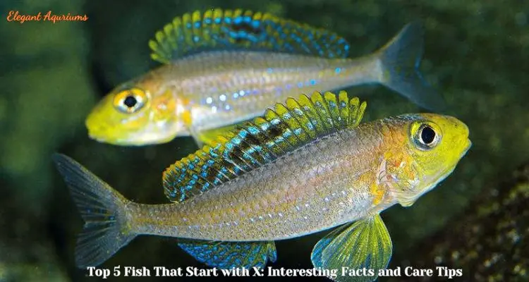 Top 5 Fish Starts with X: Interesting Facts and Care Tips